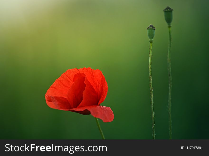 Selective Focus Photography Of Red Poppy Flower