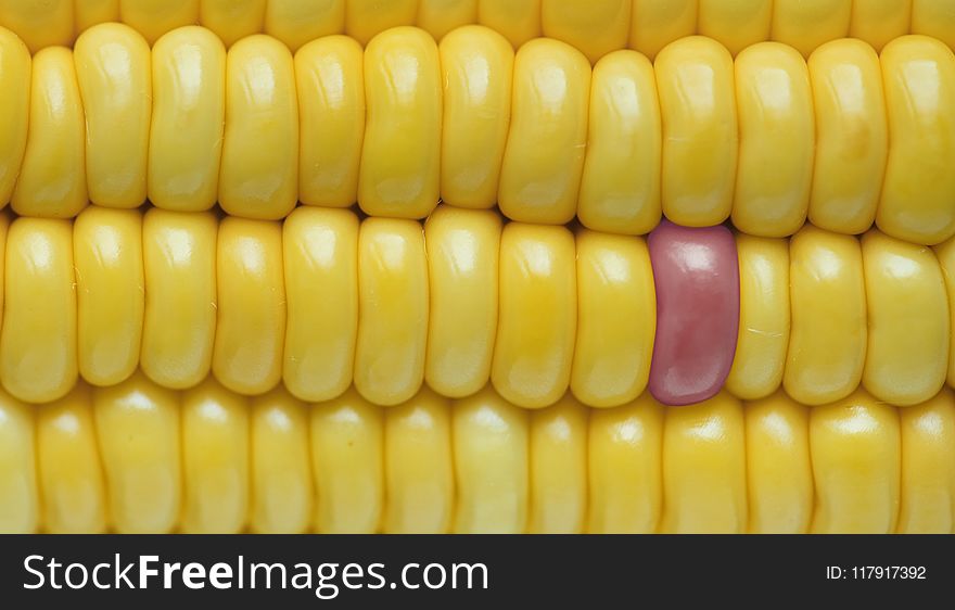 Yellow Corn