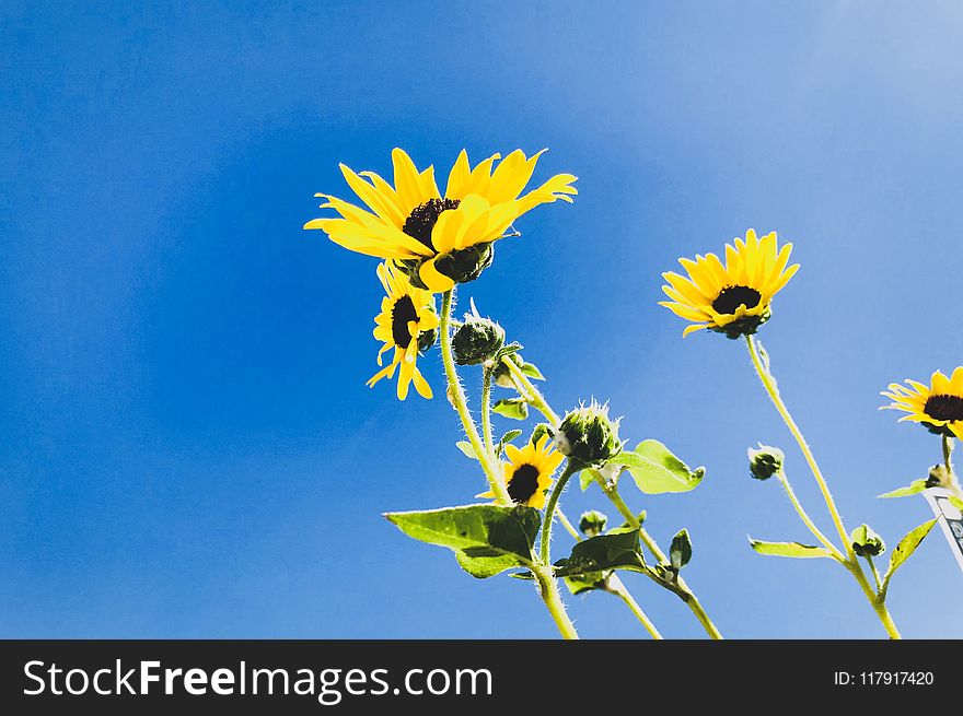 Low Angle Photo of Sunflower