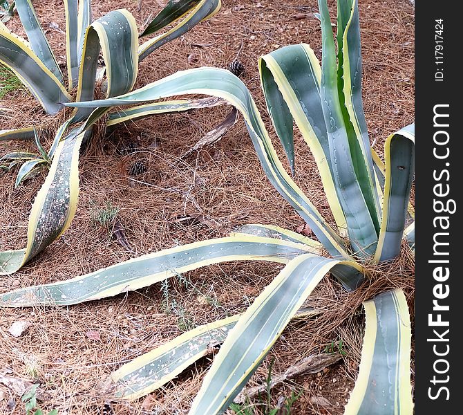 Snake Plants