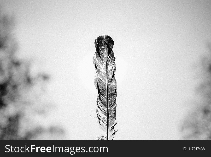 Grayscale Photo Of Feather