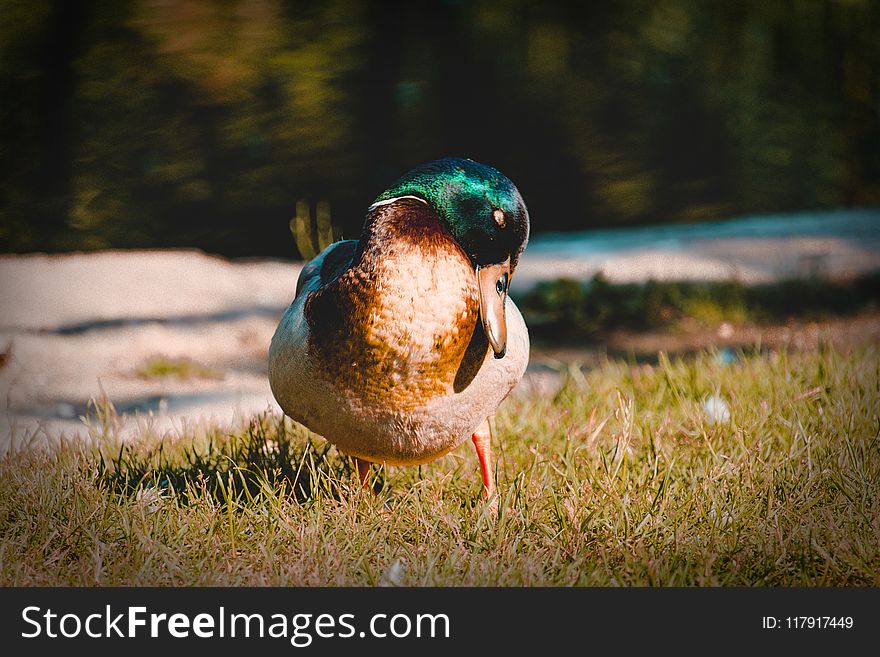 Duck On Grass