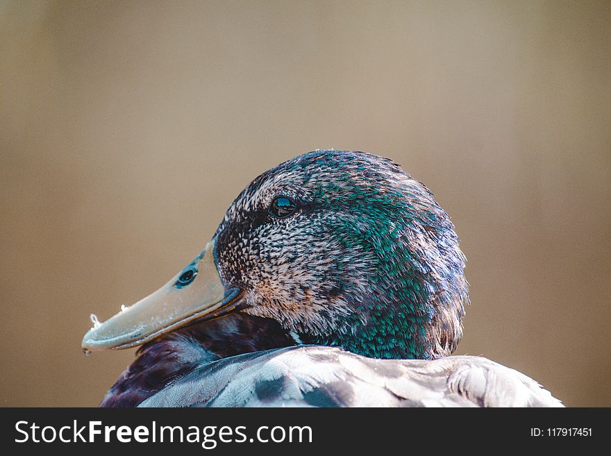 Close-up Photo Of Mallard Duck