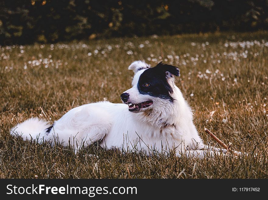 Black And White Dog On Grass Field