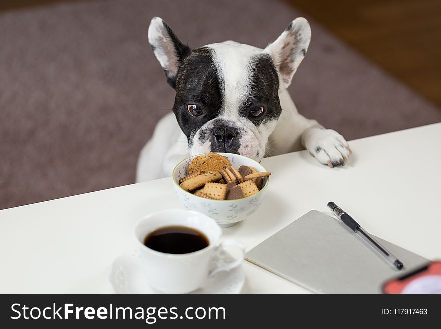 White and Black English Bulldog Stands in Front of Crackers on Bowl at Daytime