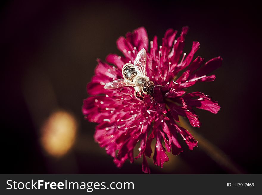Macro Photo Of Bee Perched On Pink Flower