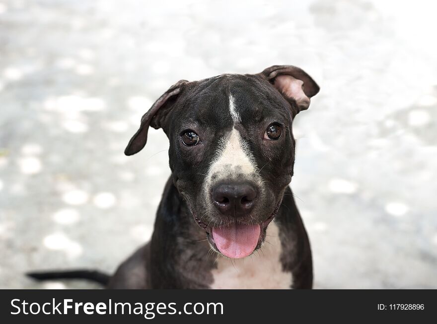 Black Pit Bull Puppy Looking Smile Funny Sitting On Concrete Background