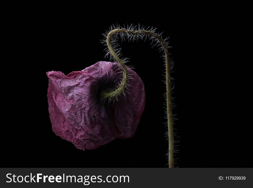 red poppy isolated on a black background