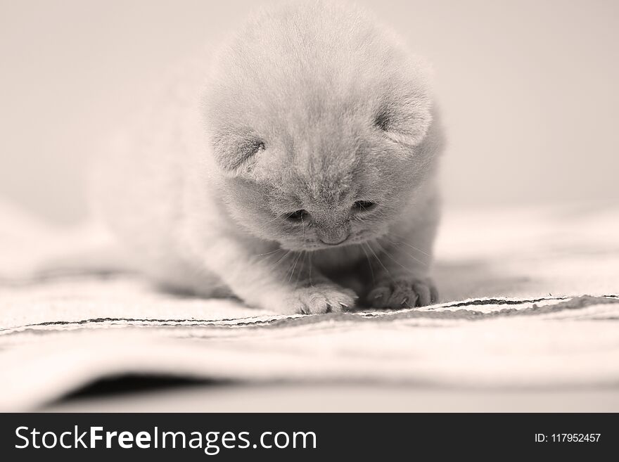 Small kitten sitting on the carpet, indoor portrait