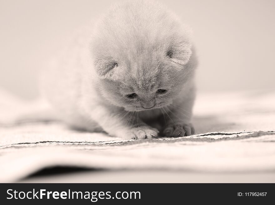 Small Kitten Sitting On The Carpet, Indoor Portrait