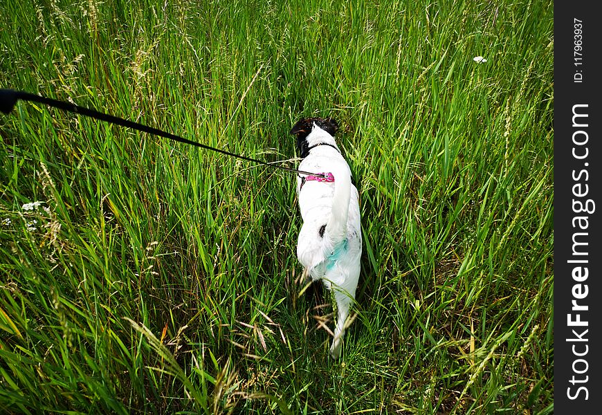 Cute smooth fox terrier smelling trace on a field. Cute smooth fox terrier smelling trace on a field