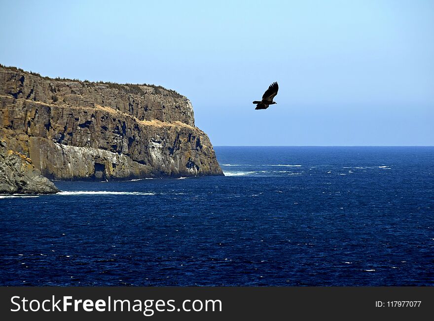 flying eagle over the ocean near a coastline