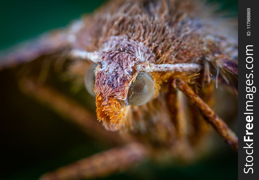 Close-up Photo Of Insect