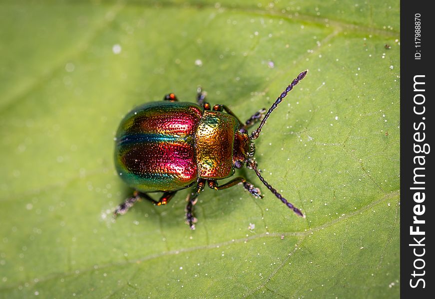 Beetle On Green Leaf