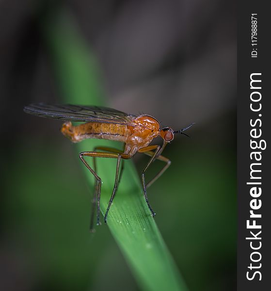 Selective Focus Photography Of Robber Fly