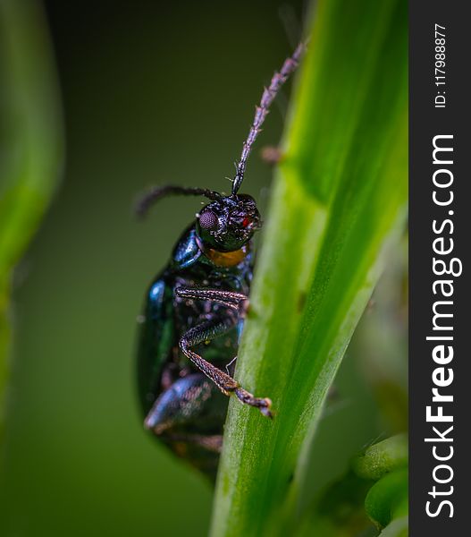 Beetle On Leaf In Macro Photography
