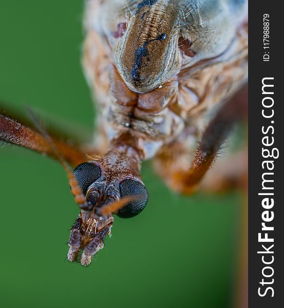 Close-up Photo Of Insect