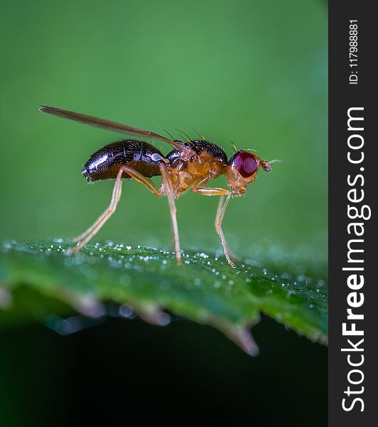 Macro Photo Of Robber Fly On Green Leaf