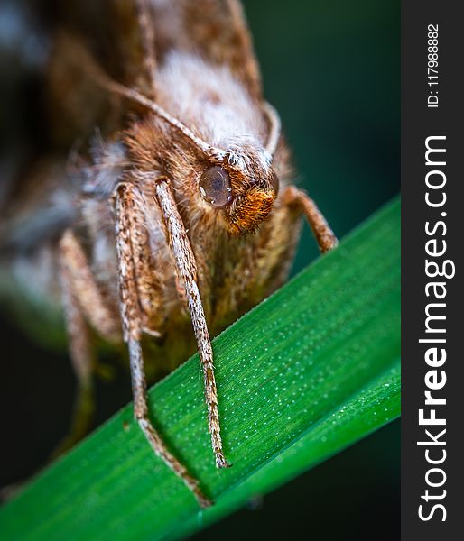 Close-up Photo Of Moth