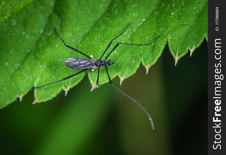Selective Focus Photography Of Black Insect On Green Leaf