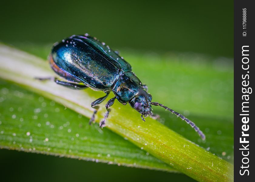 Beetle On Green Leaf In Close-up Photography