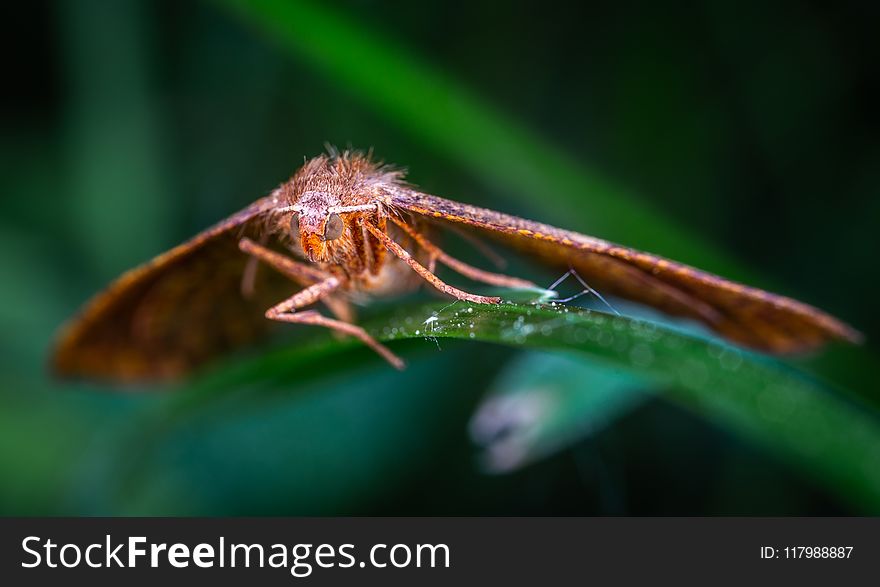 Macro Photography of Moth Perched on Leaf