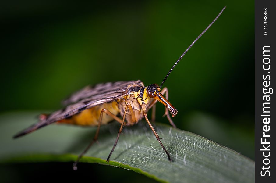 Macro Photography of Moth on Leaf