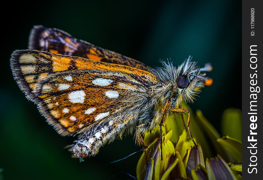 Macro Photo Of Butterfly