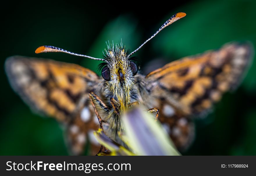 Selective Focus Photography Of Butterfly