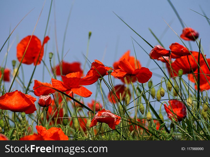 Selective Focus Photography Of Red Petaled Flower Plant