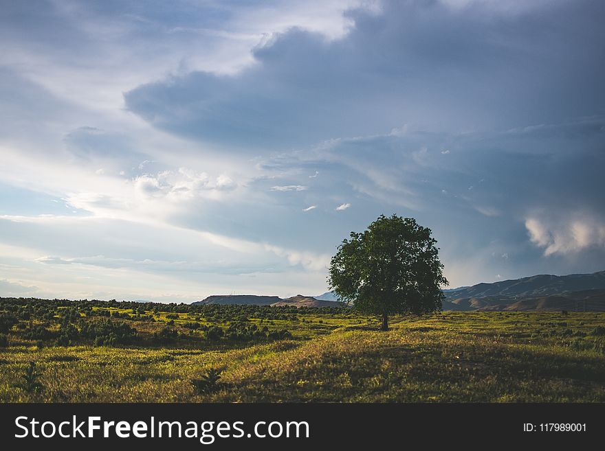 Green Leaf Tree Beside Mountain With Cloudy Sky