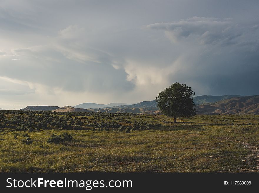 Green Tree Under Cloudy Daytime