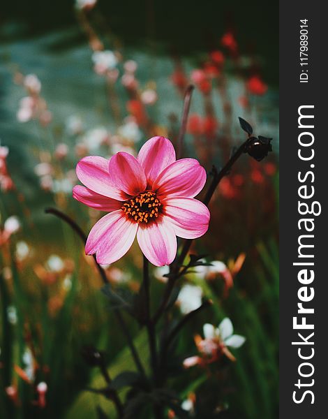 Pink Dahlia Flowers In Bloom