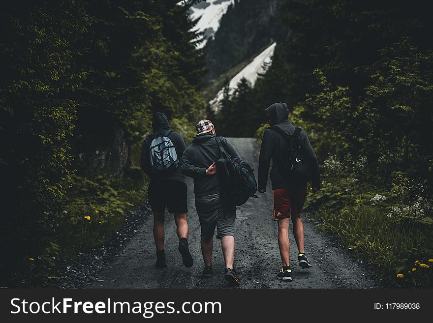 Three Men Walking on Road Between Tall Trees