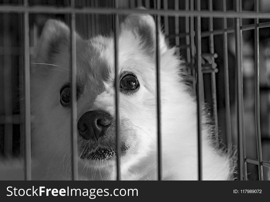Grayscale Photography of Dog in Cage