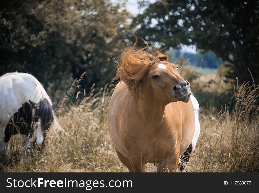 Brown And White Horses