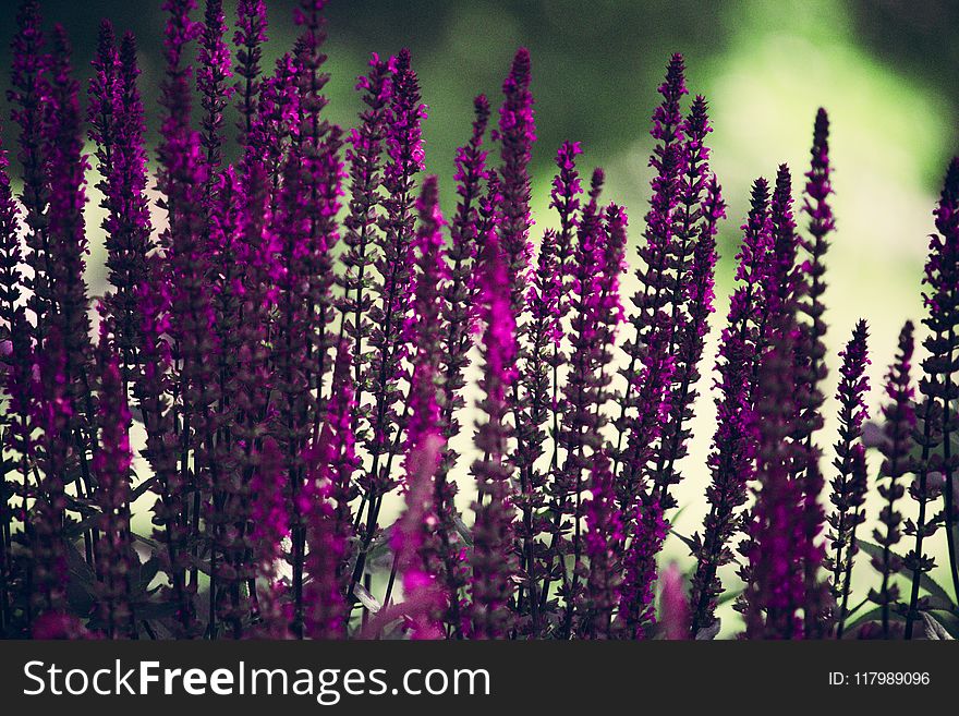 Purple Lavender Flowers Selective-focus Photography