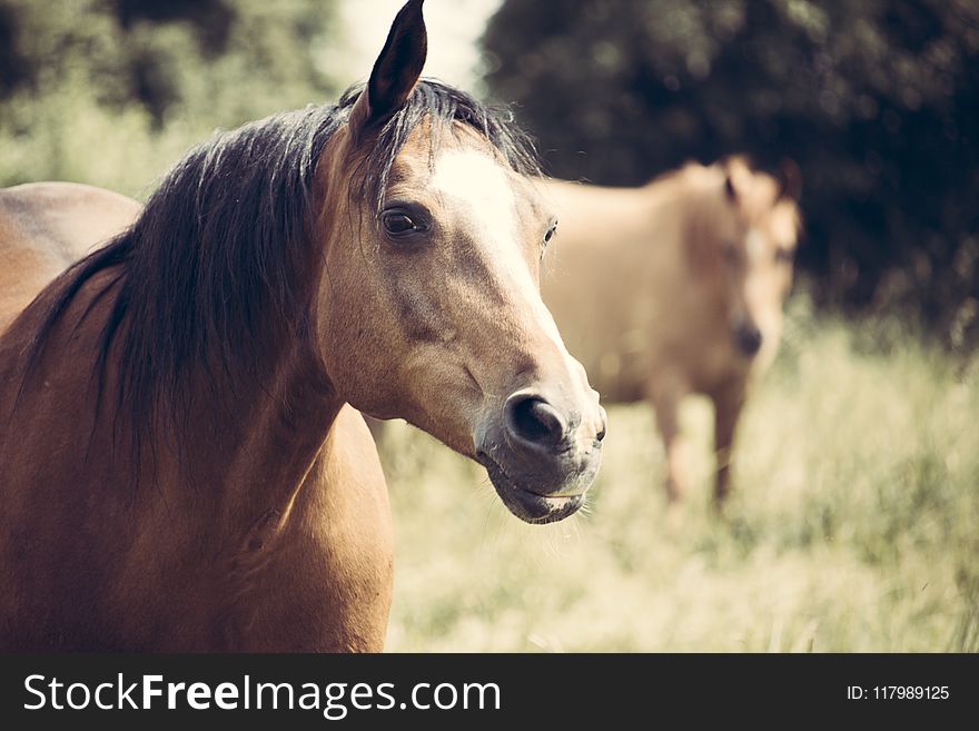 Selective Focus Photo Of Brown Horse