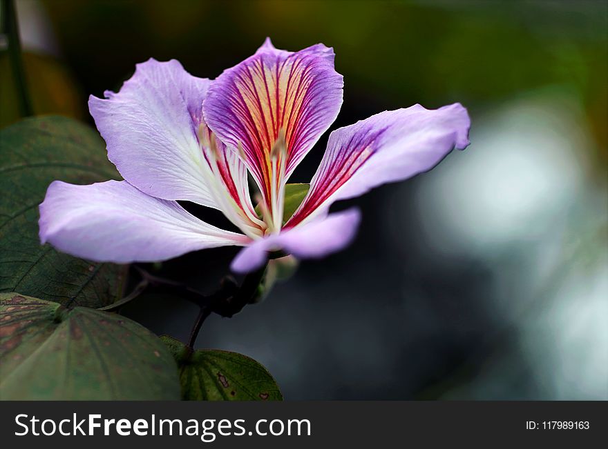 Close-up Photography Of Purple Orchid Flower