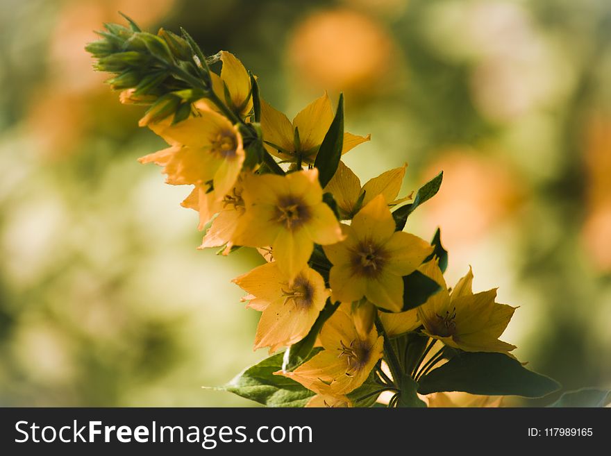 Selective Focus Photo of Yellow Petaled Flowers