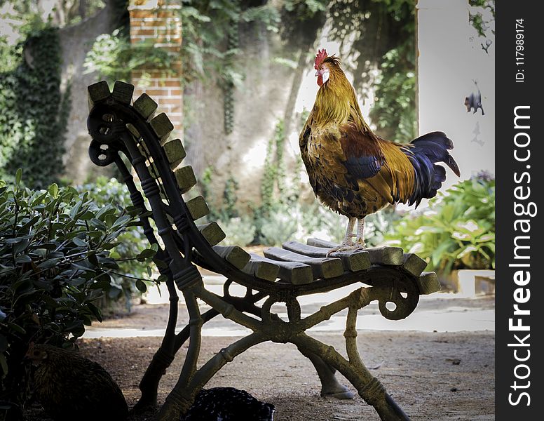 Close-up Photography of Orange Rooster on Brown Wooden Bench