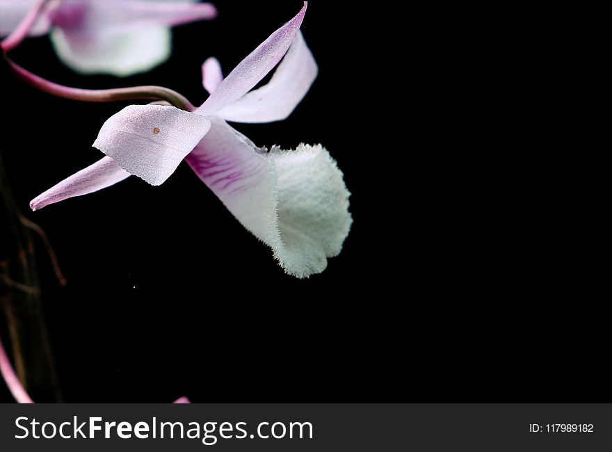 Close-up Photography Of Cattleya Orchid