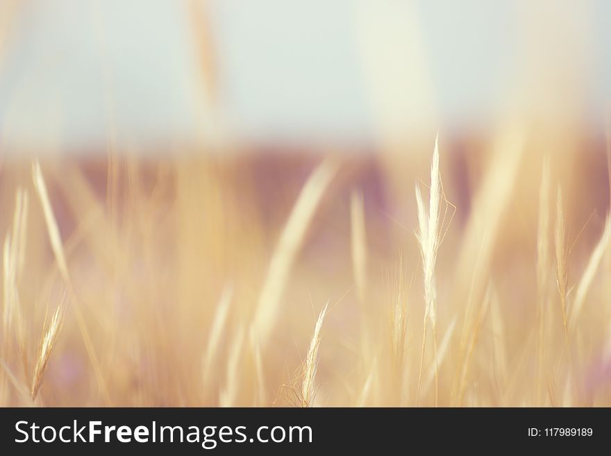 Selective Focus of Green Grass