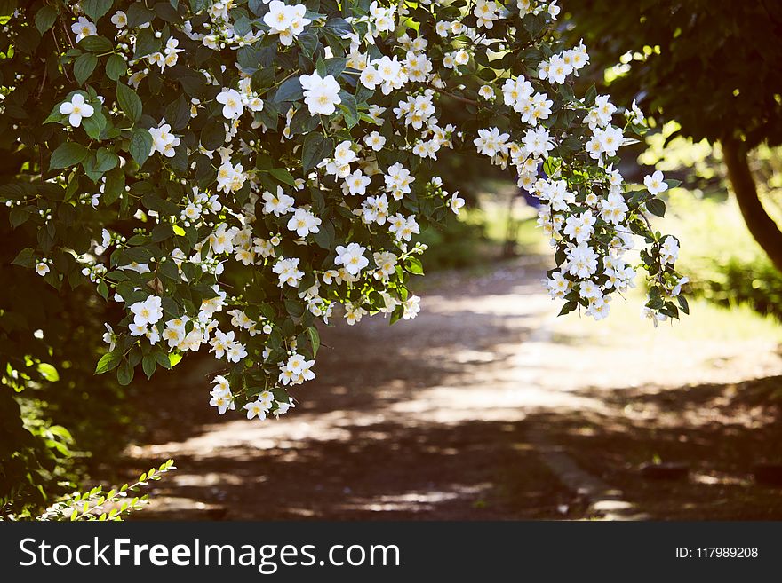 White Petaled Flowers