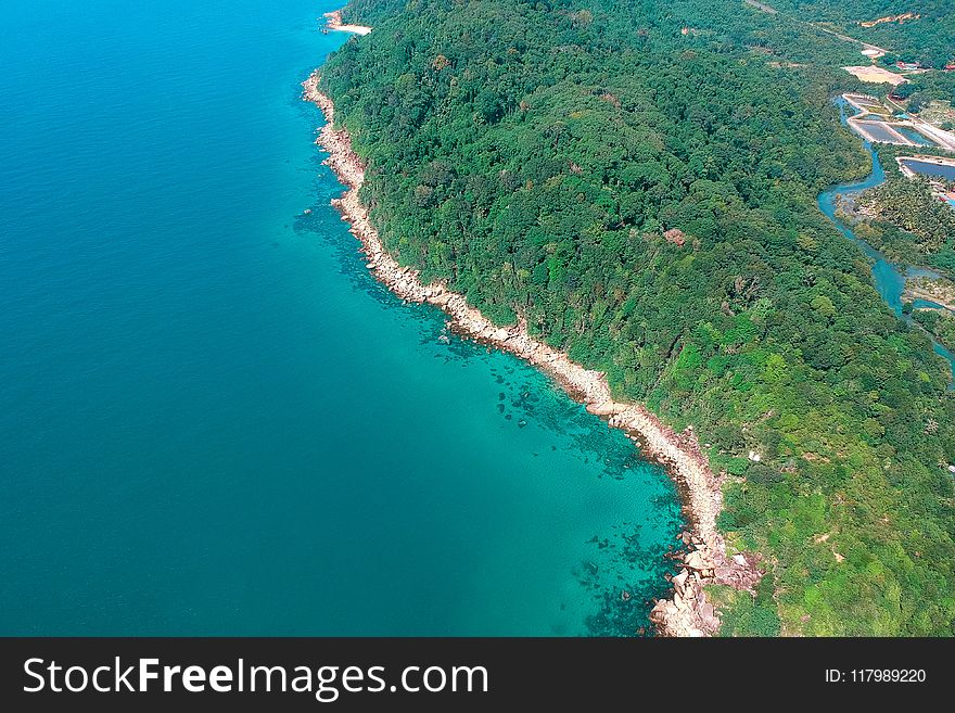 Aerial Photography of Trees Near Body of Water