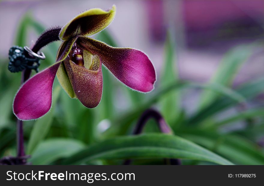 Depth Of Field Photograph Of Purple Orchid