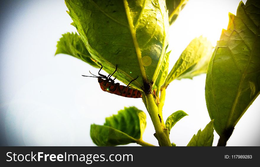 Close Up Photography Of Insect On Leaf