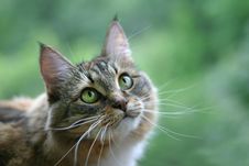 Cat With Green Eyes Stock Images Cat With Green Eyes Stock Images