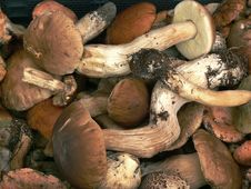 Mushrooms Stock Images Mushrooms Stock Images