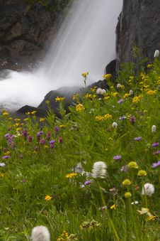 Wildflowers Royalty Free Stock Photo Wildflowers Royalty Free Stock Photo